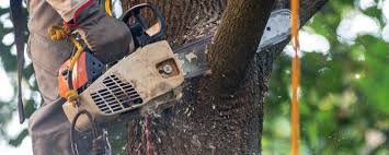 Best Tree Cabling and Bracing  in King, WI