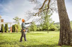 Best Palm Tree Trimming  in King, WI