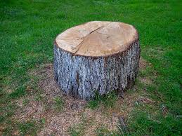 Best Tree Mulching  in King, WI