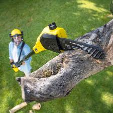 Best Root Management and Removal  in King, WI