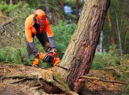 Best Fruit Tree Pruning  in King, WI