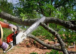 Best Tree Risk Assessment  in King, WI