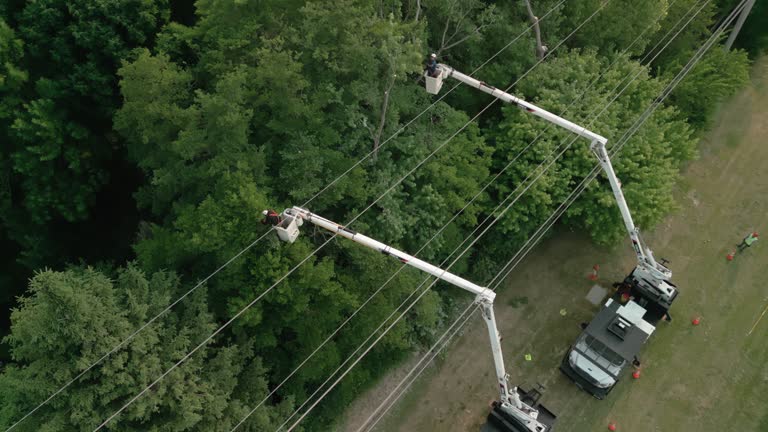 Reliable King, WI Tree Services Solutions