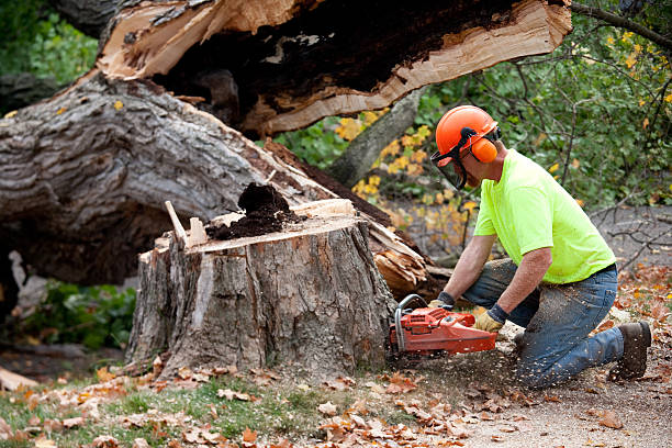 How Our Tree Care Process Works  in  King, WI