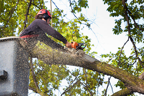 Best Seasonal Cleanup (Spring/Fall)  in King, WI