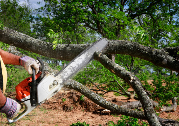 Best Firewood Processing and Delivery  in King, WI
